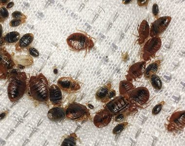 Close-up of bed bugs and eggs on mattress fabric, the kind found in Syracuse-area apartments